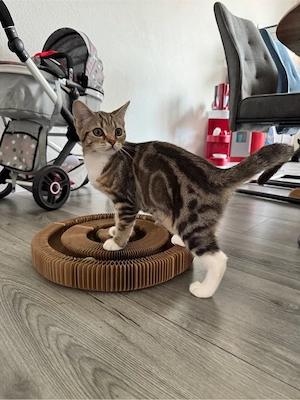 Süßes BKH Mix Mädchen
