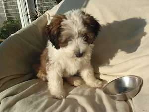 Reinrassige Tibet-terrier-Welpen