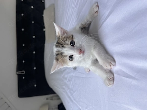 2 Geschwister Kitten Jungs,Gesund, Stubenrein & Sofort Abholbereit 