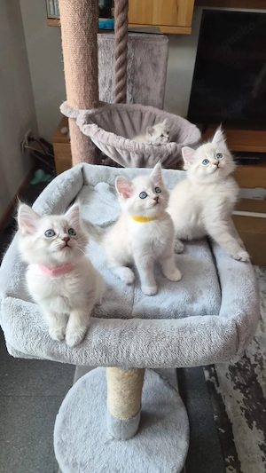 Süße Ragdoll Kitten 