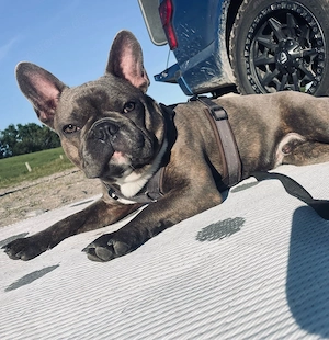 Französische Bulldogge Rüde 1 Jahr
