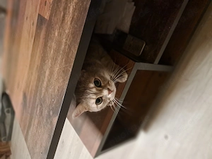 Zwei Kater abzugeben 