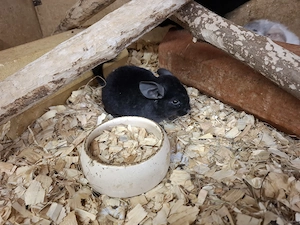 Chinchilla Jungtiere verschiedene Farben