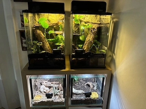 Kronengeckos inkl Terrarium
