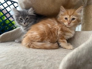 Hübsche Kitten