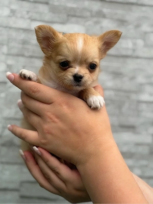 Chihuahua Welpen mit Ahnentafel
