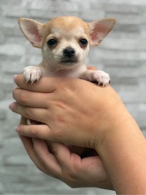 Chihuahua Welpe Hündin mit Ahnentafel