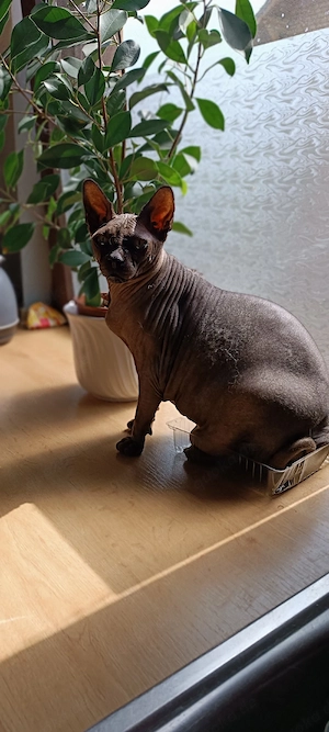 Canadian Sphynx Kater 