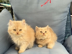 Babykatzen Perser