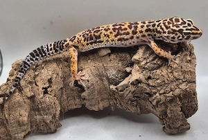 Wunderschöne Leopardgeckos 2026 abzugeben super zahm Bild 4