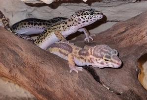 Wunderschöne Leopardgeckos 2026 abzugeben super zahm
