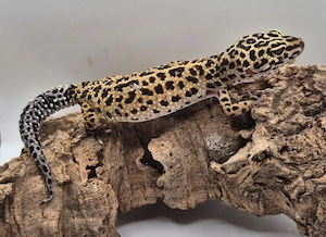 Wunderschöne Leopardgeckos 2026 abzugeben super zahm Bild 5