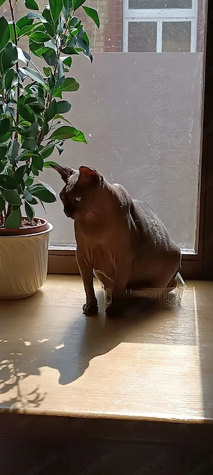 Canadian Sphynx Kater  Bild 3
