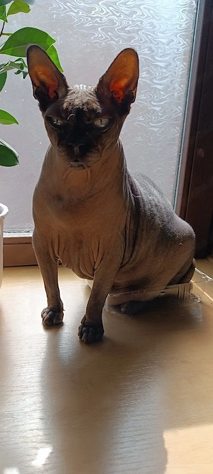 Canadian Sphynx Kater  Bild 4