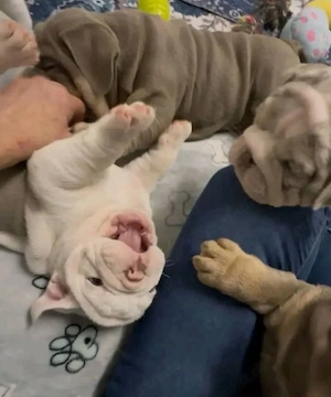 Englische Bulldoggenwelpen