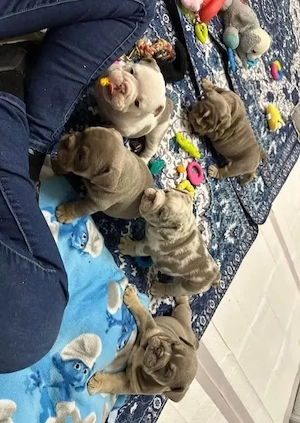 Englische Bulldoggenwelpen