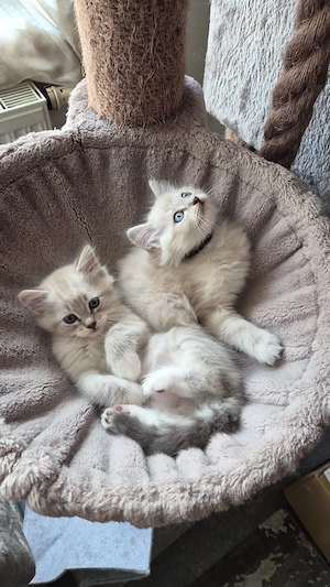 Süße Ragdoll Kitten  Bild 2