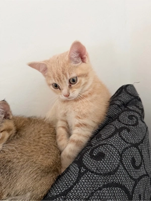 zwei hauskatzen zum abgeben