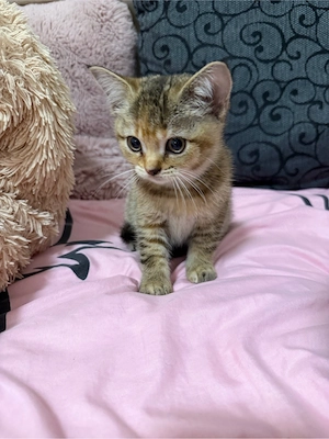 kater zum abgeben 