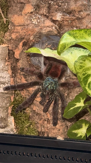 Versicolor zu verkaufen oder tausch Bild 2