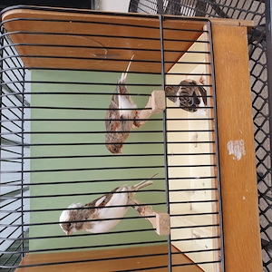 Kanarienvögel rot geschenkt 