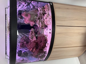 Meerwasser Aquarium Inhalt