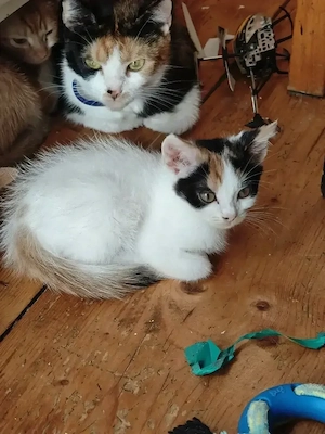 Süße katzen ab zu geben 