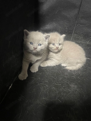 Bkh baby katzen zu verkaufen Bild 3