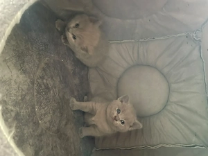 Bkh baby katzen zu verkaufen Bild 2