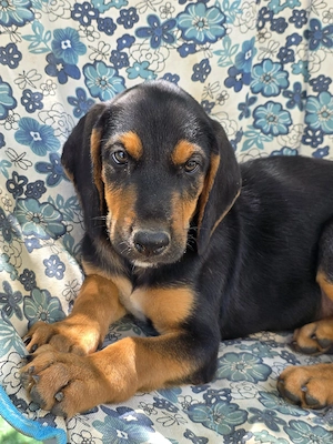 Hund Rüde Welpe Tierschutz Bundesweite Vermittlung 