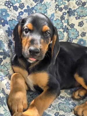 Hund Rüde Welpe Tierschutz Bundesweite Vermittlung  Bild 3