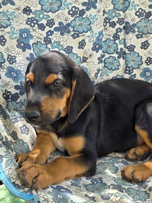 Hund Rüde Welpe Tierschutz Bundesweite Vermittlung  Bild 2