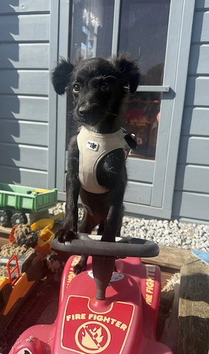 Kaya sucht ein Körbchen 