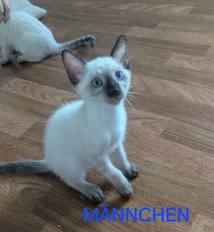 Bengal Mix Kitten suchen liebevolles Zuhause