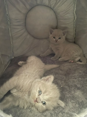 Bkh baby katzen zu verkaufen Bild 4
