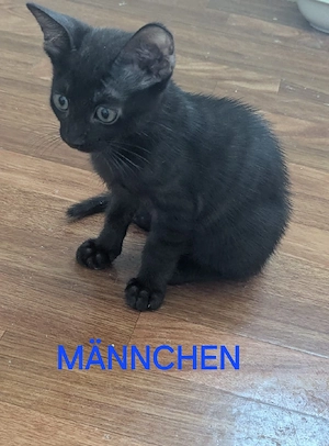 Bengal Mix Kitten suchen liebevolles Zuhause