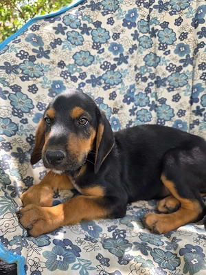 Hund Rüde Welpe Tierschutz Bundesweite Vermittlung  Bild 9