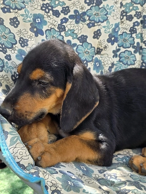 Hund Rüde Welpe Tierschutz Bundesweite Vermittlung  Bild 7
