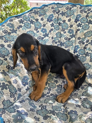 Hund Rüde Welpe Tierschutz Bundesweite Vermittlung  Bild 10