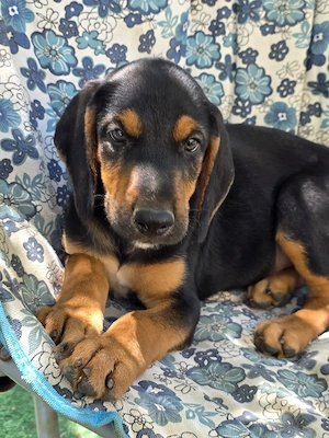 Hund Rüde Welpe Tierschutz Bundesweite Vermittlung  Bild 8