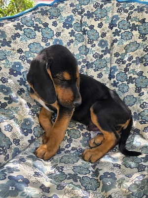 Hund Rüde Welpe Tierschutz Bundesweite Vermittlung  Bild 5