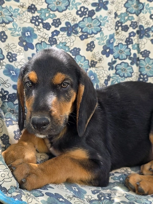 Hund Rüde Welpe Tierschutz Bundesweite Vermittlung  Bild 4