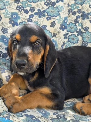 Hund Rüde Welpe Tierschutz Bundesweite Vermittlung  Bild 6