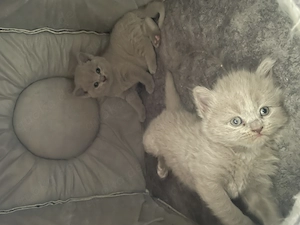 Baby kitten 