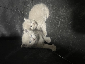Baby kitten  Bild 4