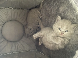 Baby kitten  Bild 3