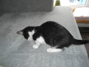 Wohnungsaufzucht - Kitten 4 Monate alt - Katzen