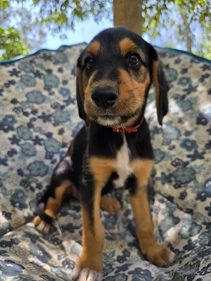 Hund Hündin Welpe Tierschutz Bundesweite Vermittlung 