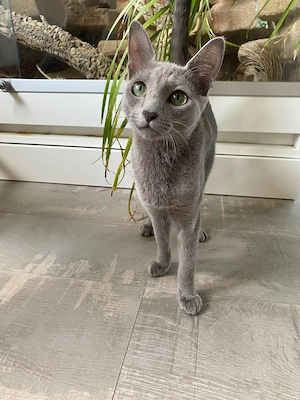 6 Monate alte Russisch Blau Katze