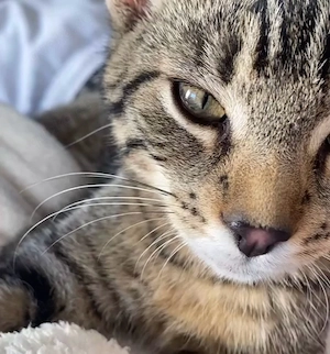 kater leo 